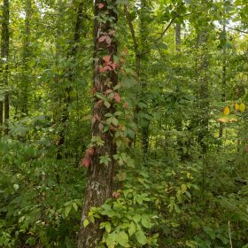 Big White Oak Tract 131 in Perry County, TN