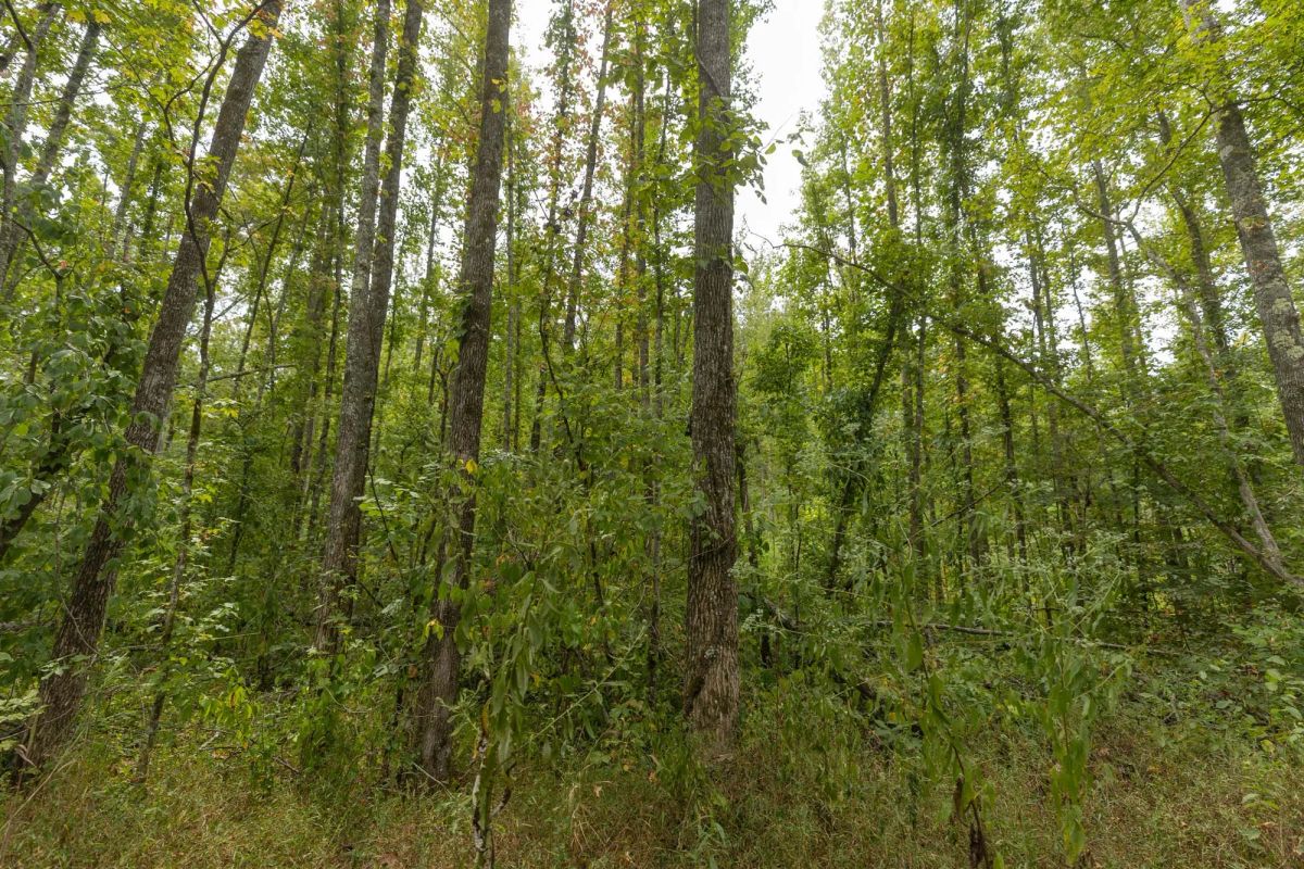Decorative background for Big White Oak Tract 131 image 5