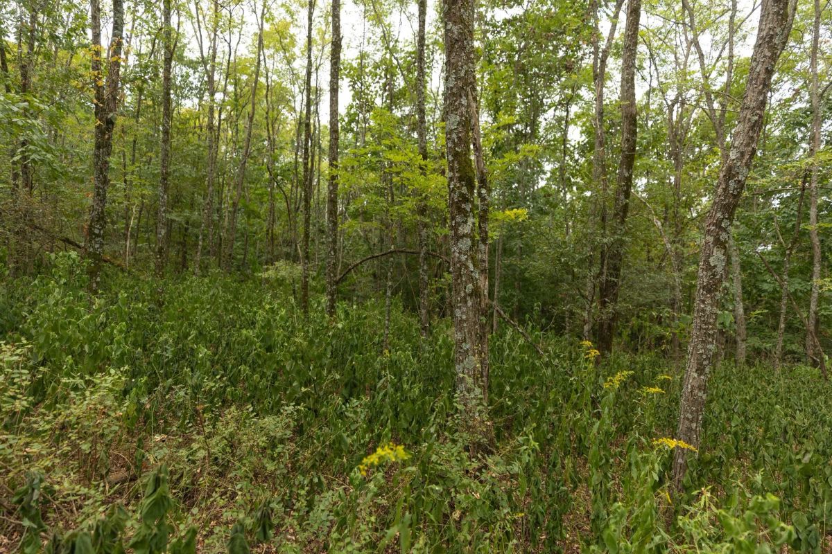 Decorative background for Big White Oak Tract 131 image 6
