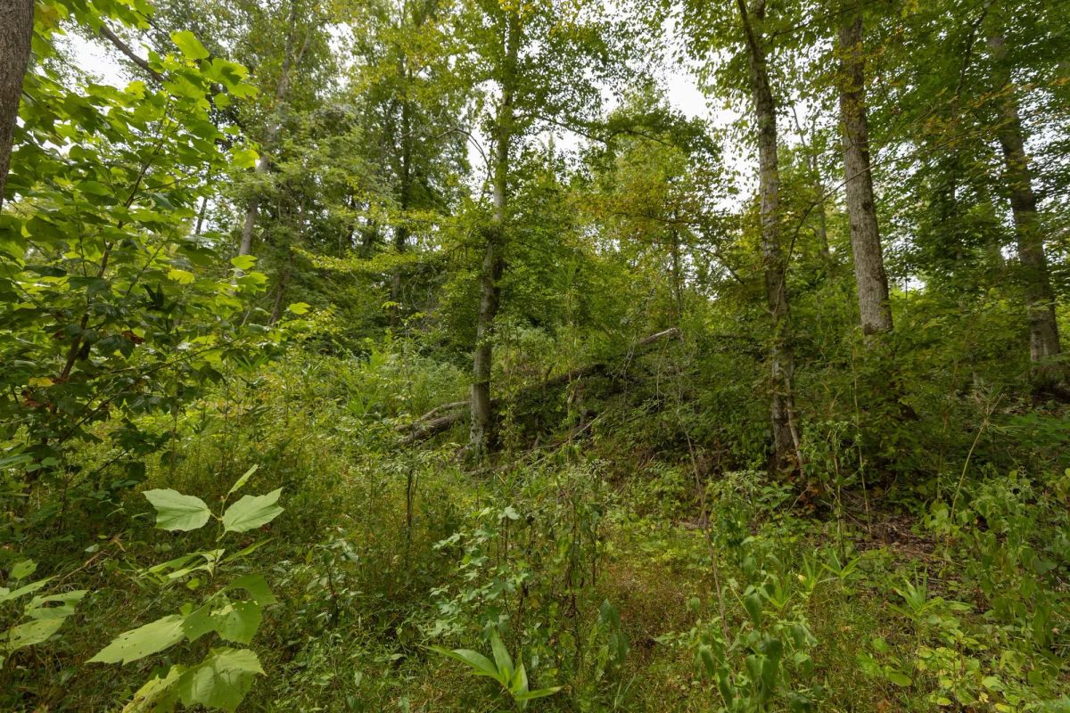 Decorative background for Big White Oak Tract 131 image 7