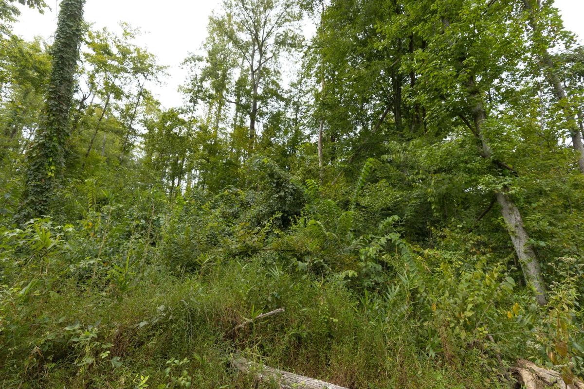 Decorative background for Big White Oak Tract 131 image 9