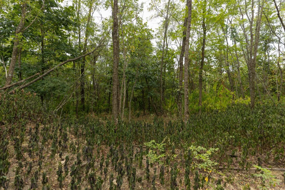 Decorative background for Big White Oak Tract 131 image 10