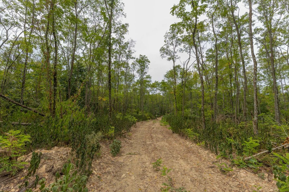 Decorative background for Big White Oak Tract 131 image 11