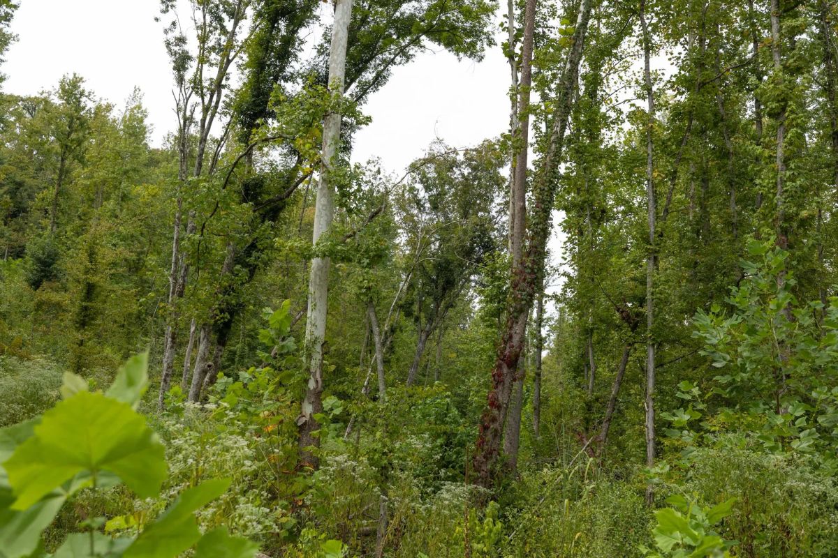 Decorative background for Big White Oak Tract 131 image 12