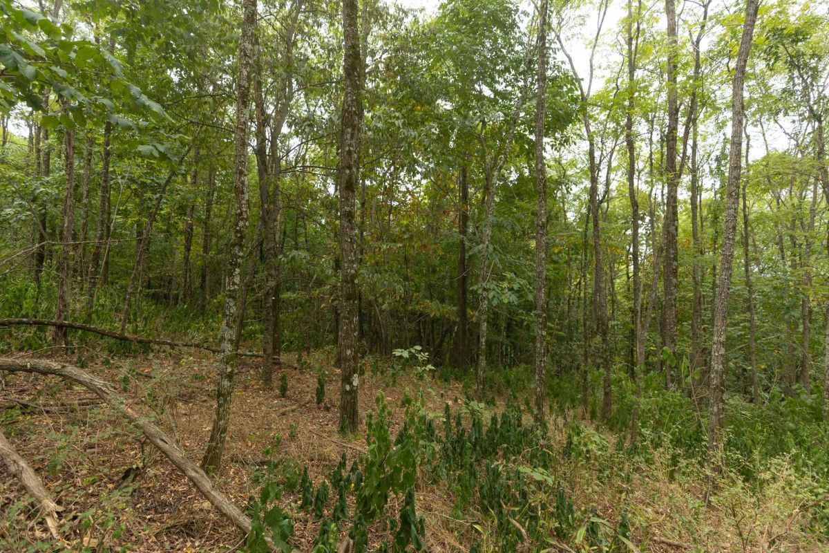 Decorative background for Big White Oak Tract 131 image 13