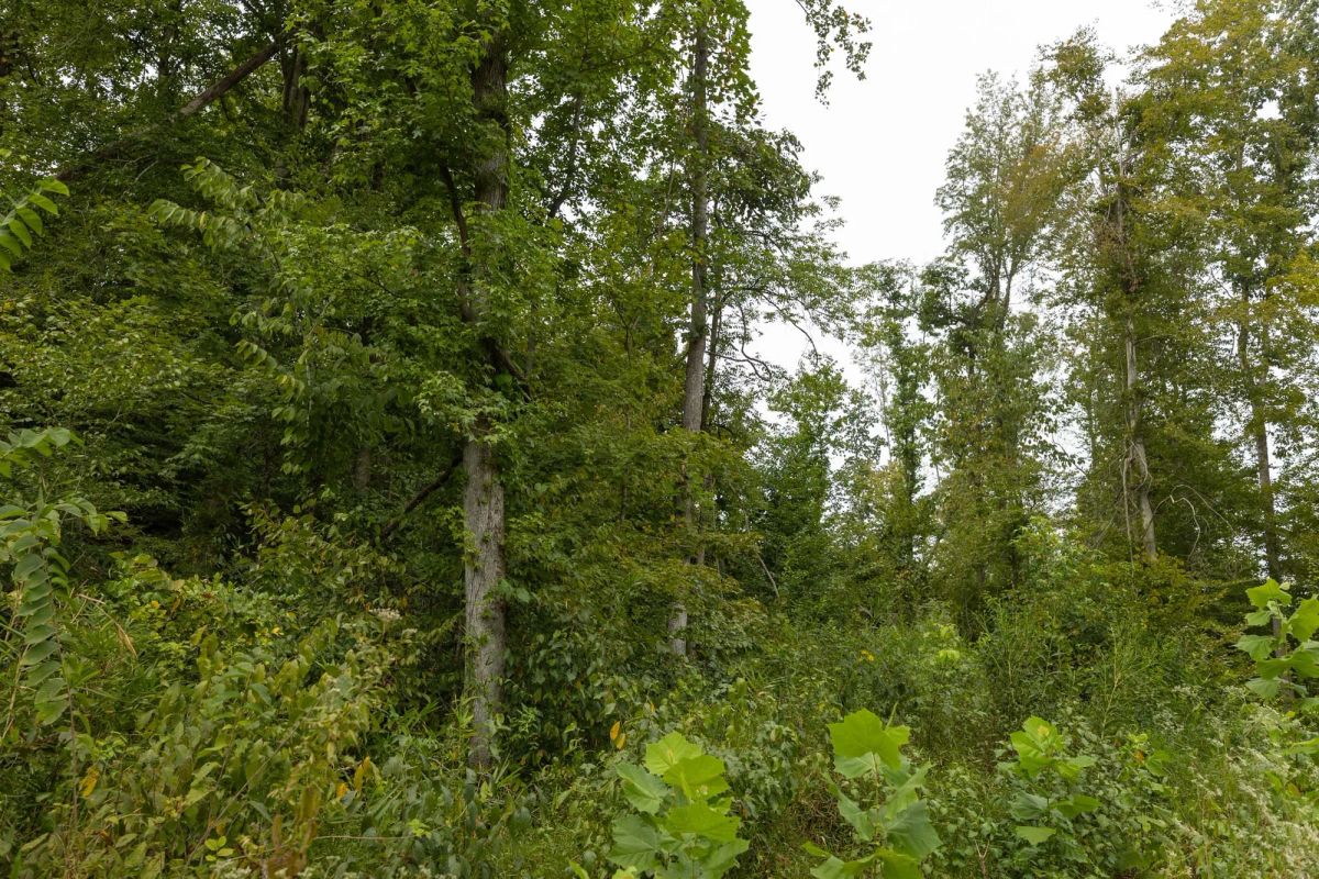 Decorative background for Big White Oak Tract 131 image 14