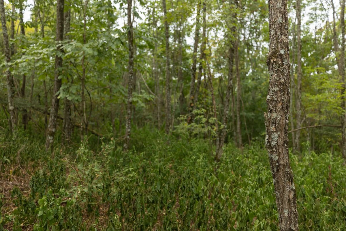 Decorative background for Big White Oak Tract 131 image 15