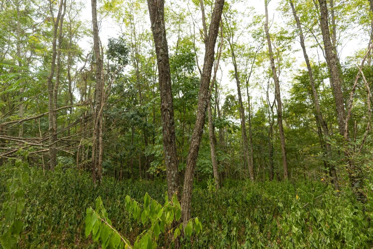 Decorative background for Big White Oak Tract 131 image 16