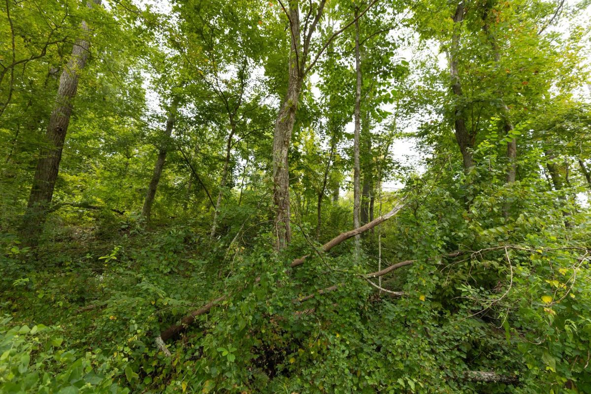 Decorative background for Big White Oak Tract 131 image 17