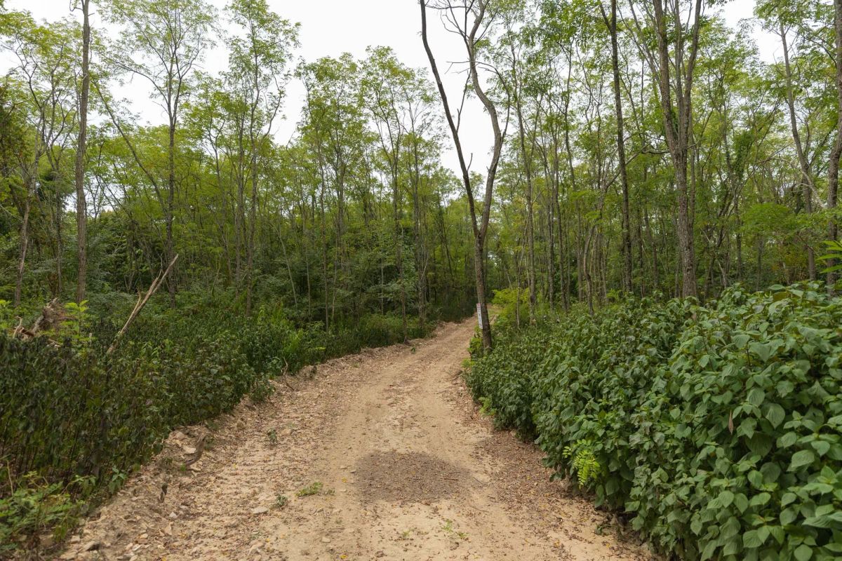 Decorative background for Big White Oak Tract 131 image 18