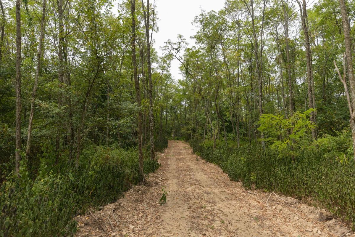 Decorative background for Big White Oak Tract 131 image 20