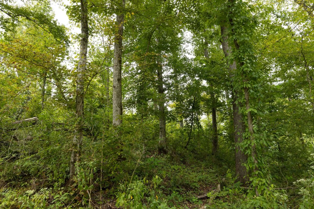 Decorative background for Big White Oak Tract 131 image 21