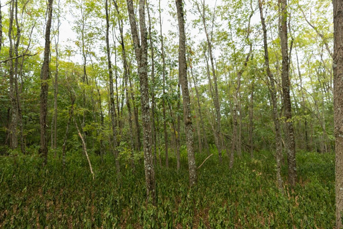 Decorative background for Big White Oak Tract 131 image 22