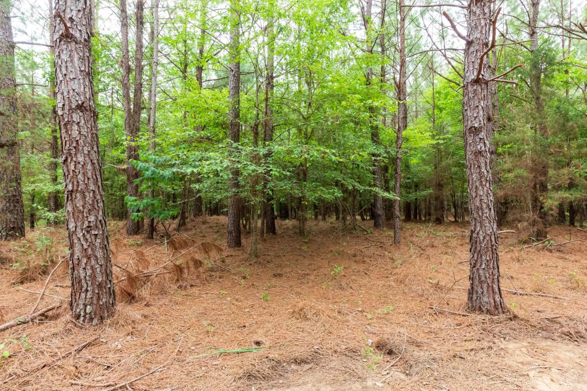 Whiskey Ridge Tract 83 - Image 2