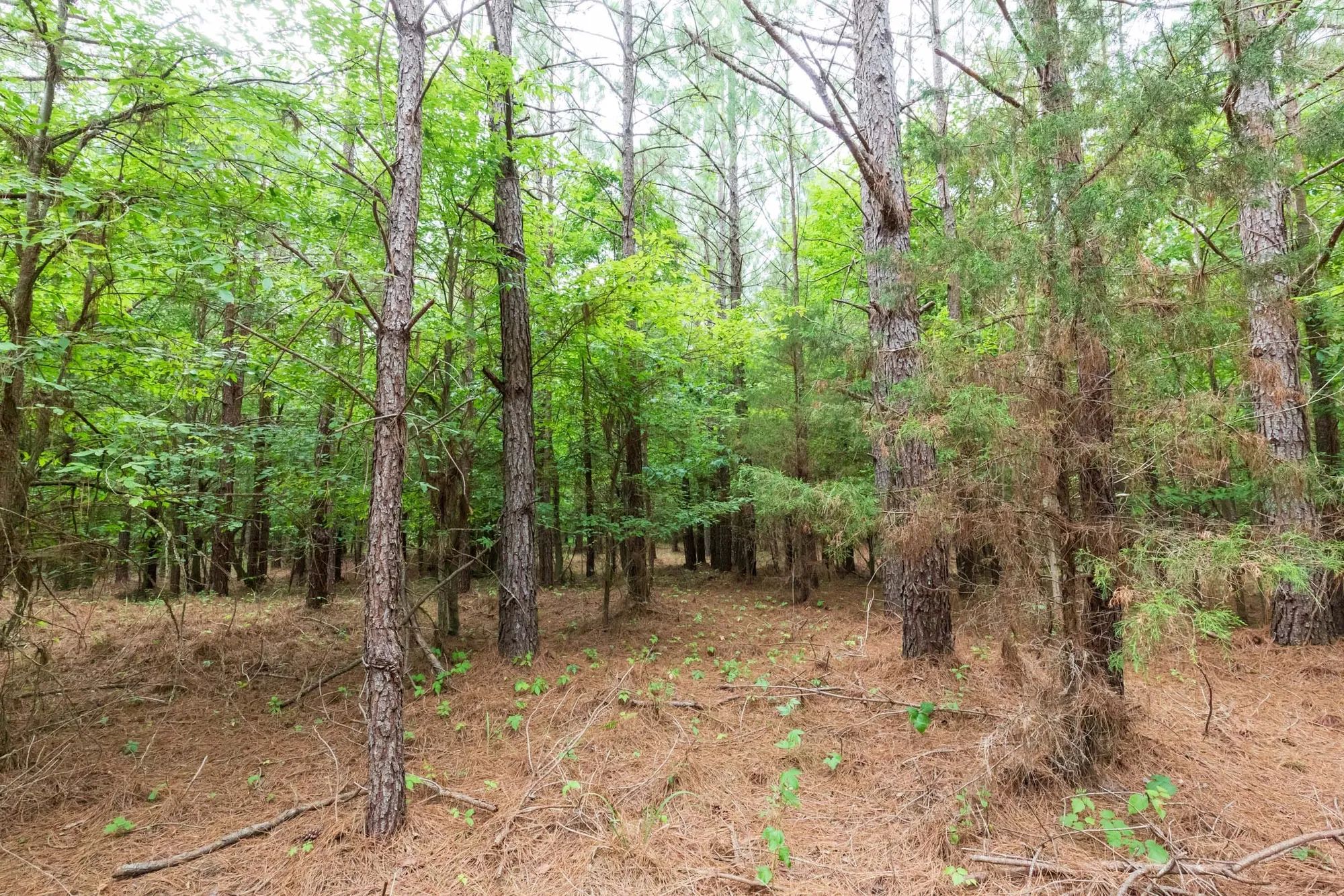 Whiskey Ridge Tract 83 in Henderson County, TN
