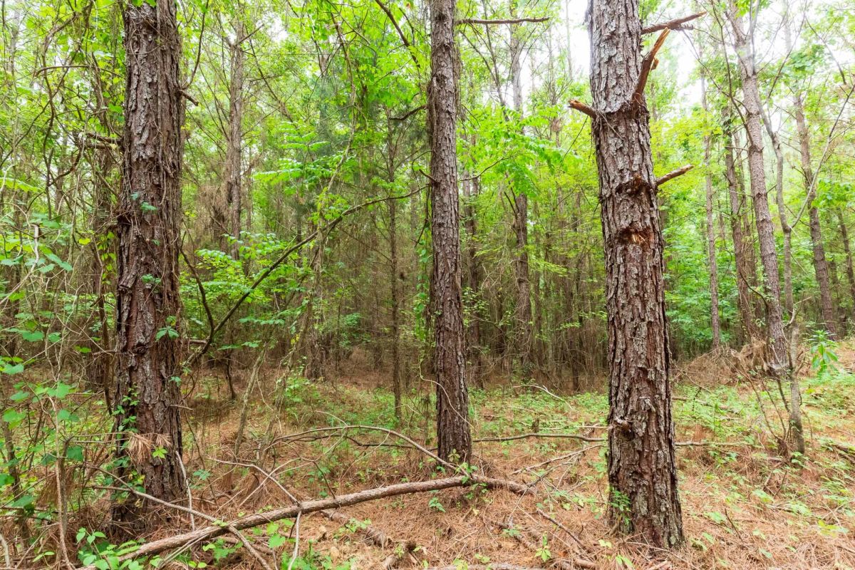 Decorative background for Whiskey Ridge Tract 83 image 5