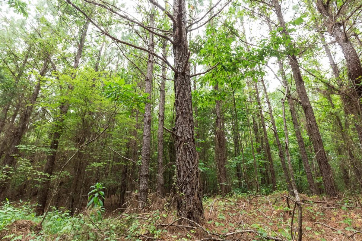 Decorative background for Whiskey Ridge Tract 83 image 6