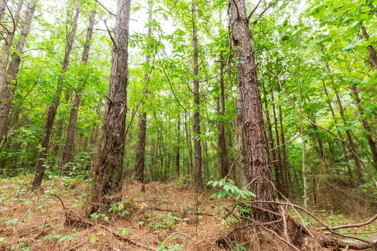 Decorative background for Whiskey Ridge Tract 83 image 7