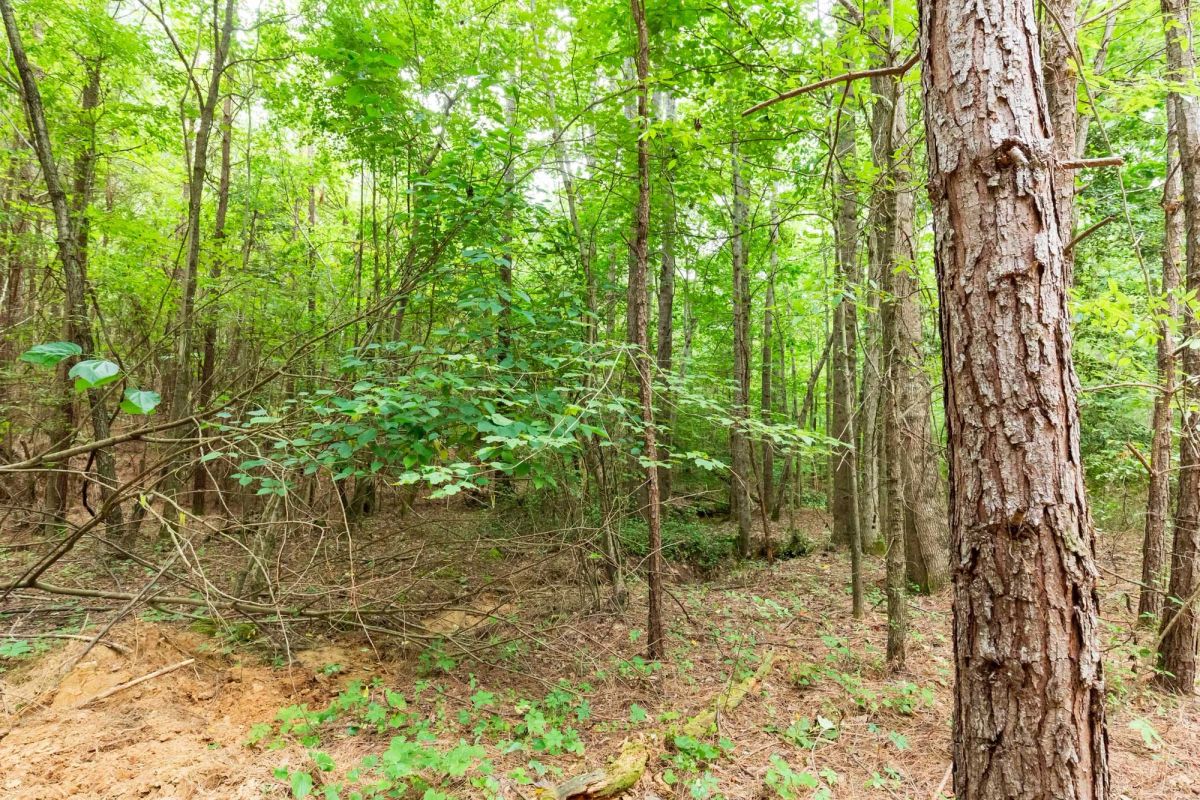 Decorative background for Whiskey Ridge Tract 83 image 8