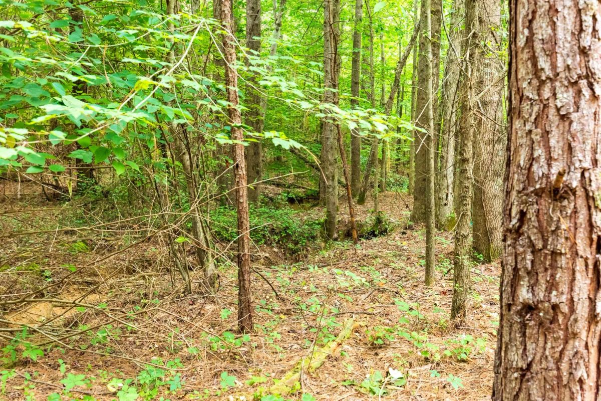 Decorative background for Whiskey Ridge Tract 83 image 9