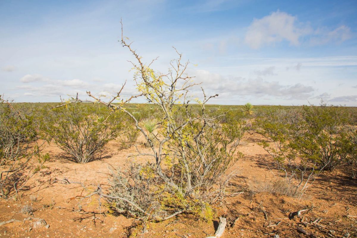 Decorative background for Sunset Ranches Tract 18 image 5