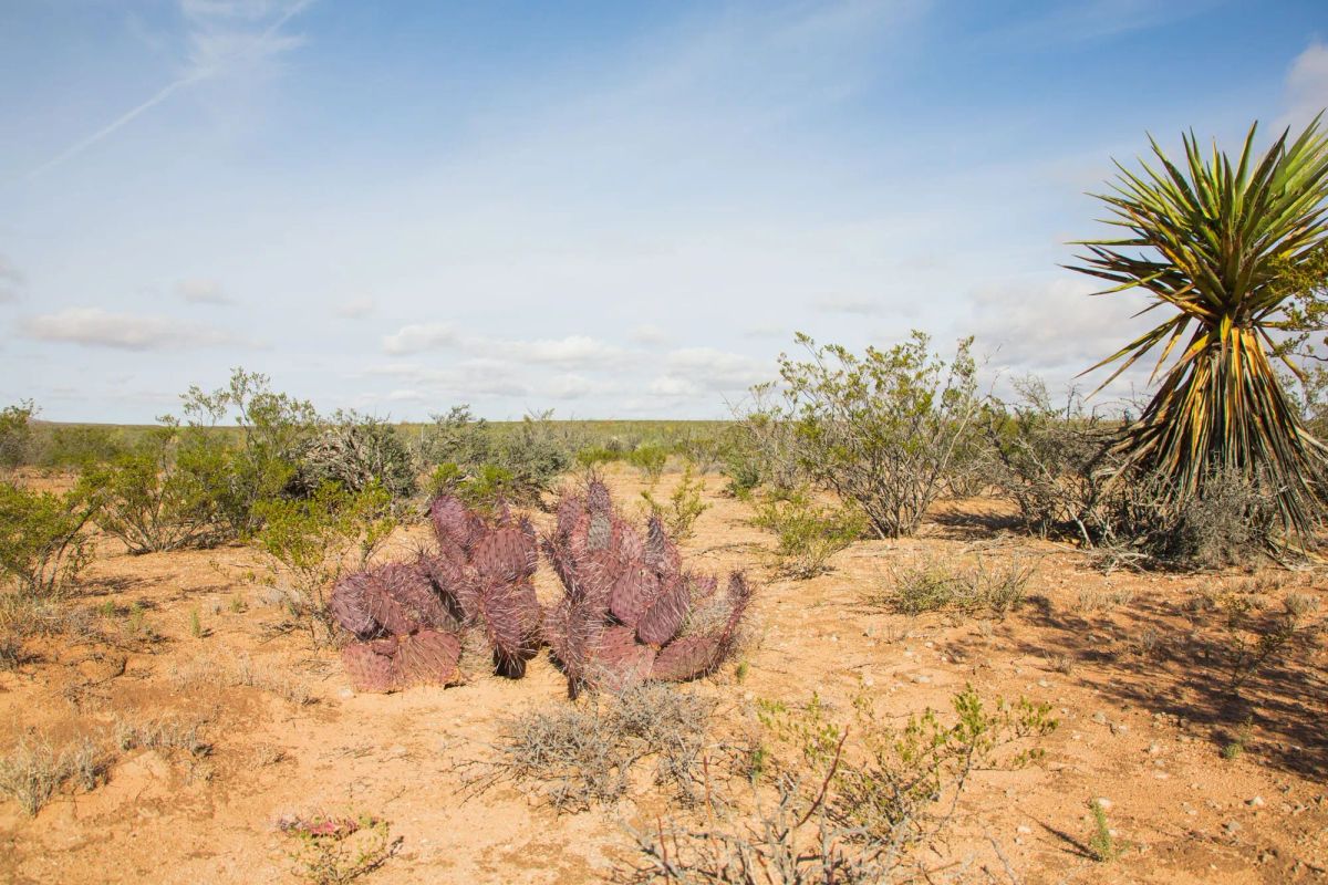 Decorative background for Sunset Ranches Tract 18 image 6