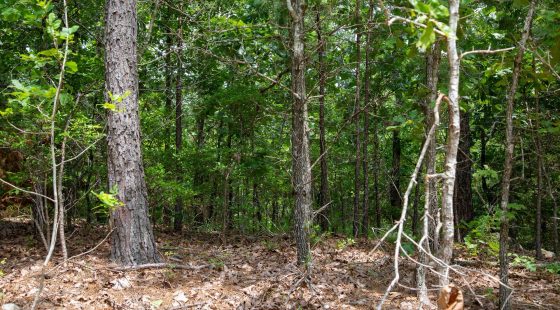 Tyler Stone Ranch Tract 52 in Le Flore County, OK