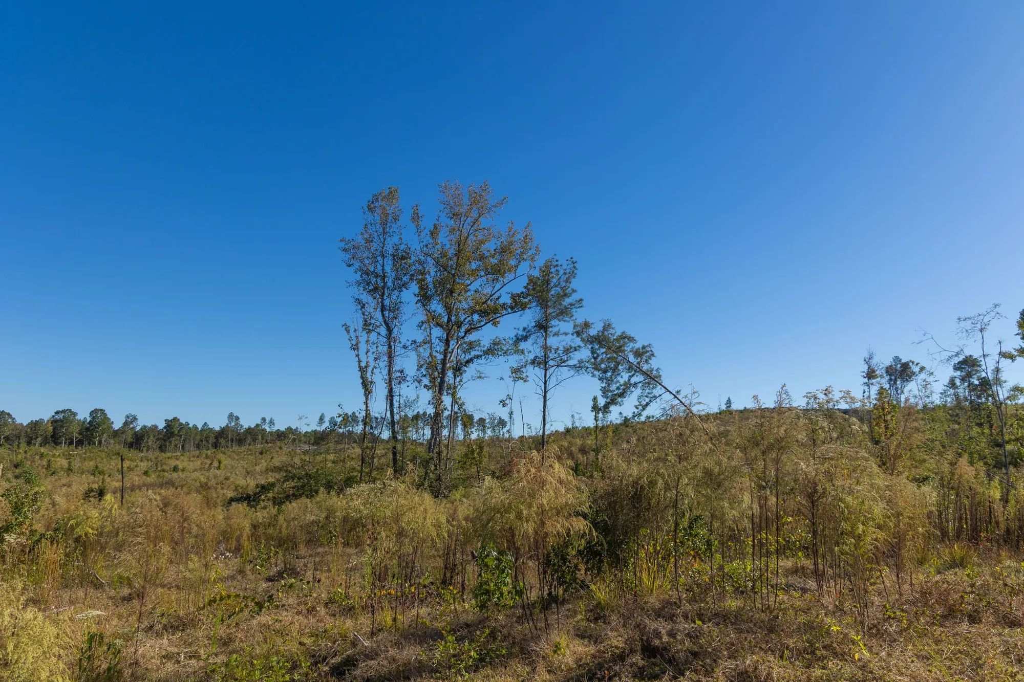 Meyer’s Ridge Tract 26 in Attala County, MS