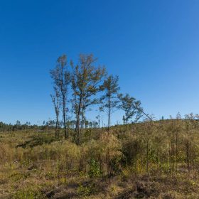 Meyer’s Ridge Tract 26 in Attala County, MS