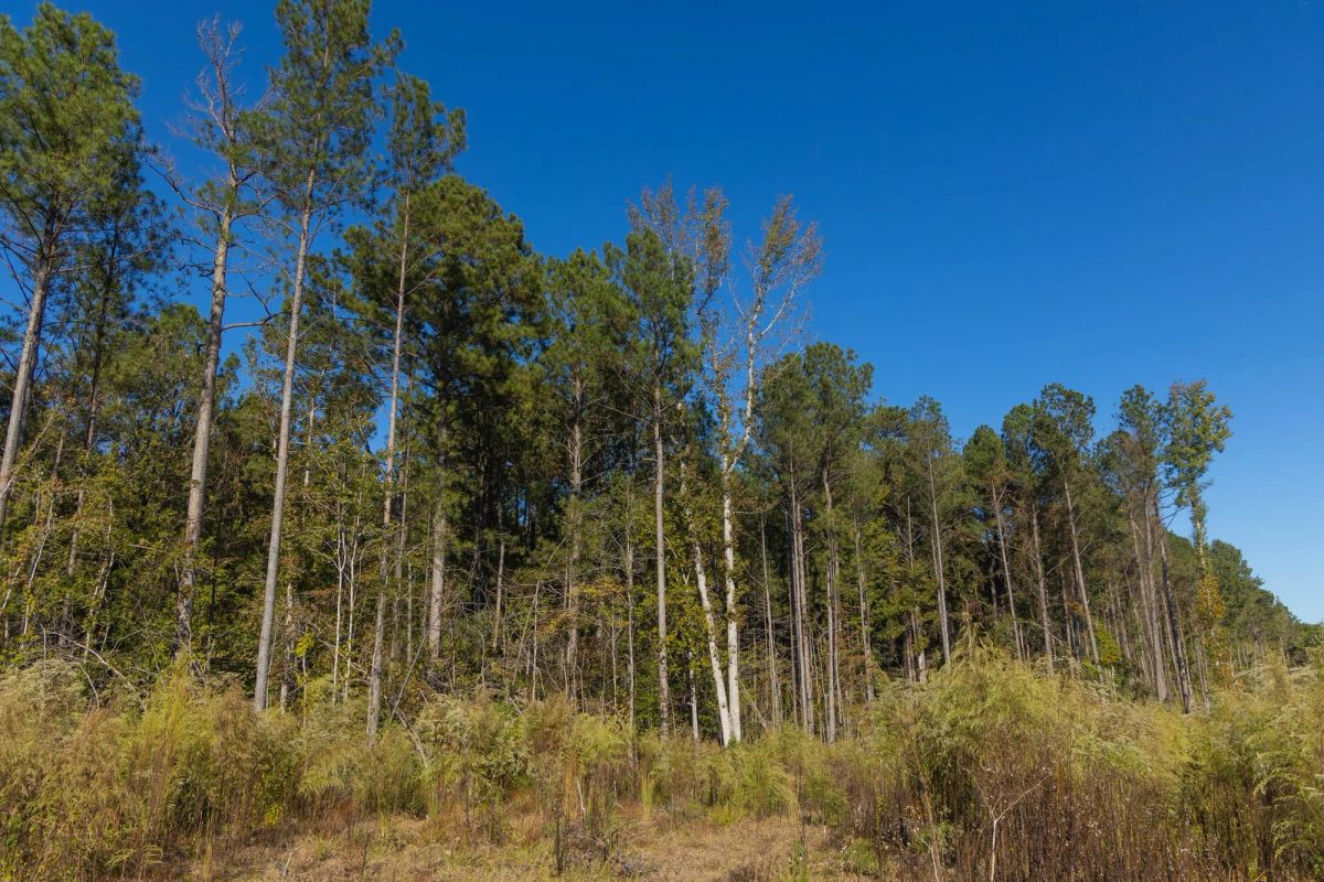 Decorative background for Meyer’s Ridge Tract 26 image 8