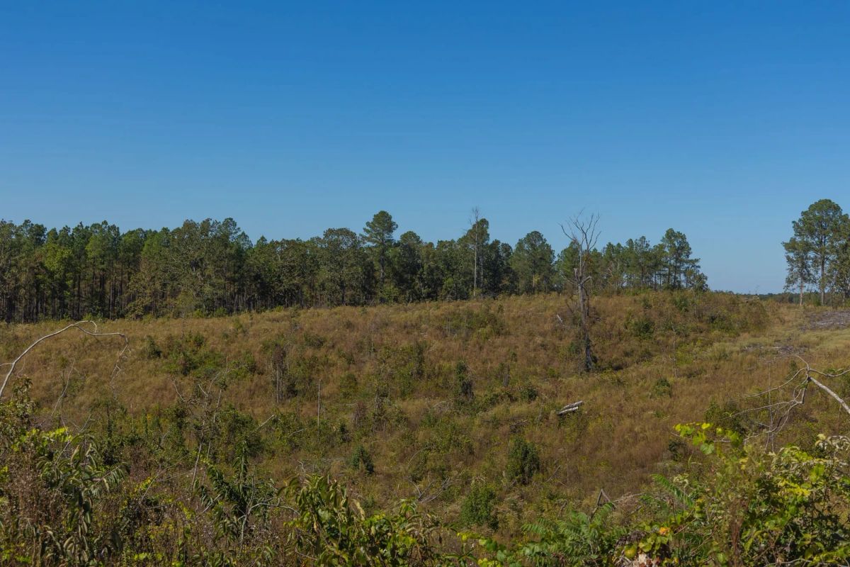 Decorative background for Meyer’s Ridge Tract 43 image 7