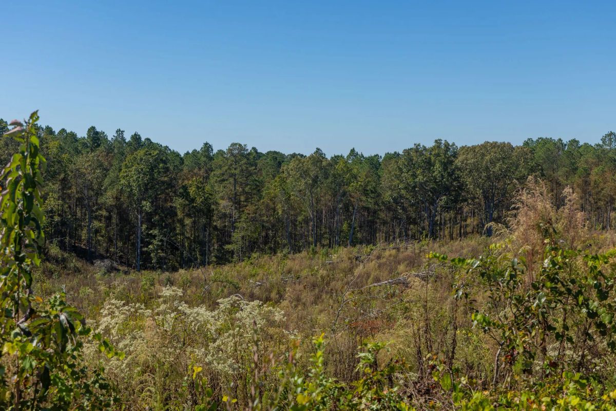 Decorative background for Meyer’s Ridge Tract 43 image 8
