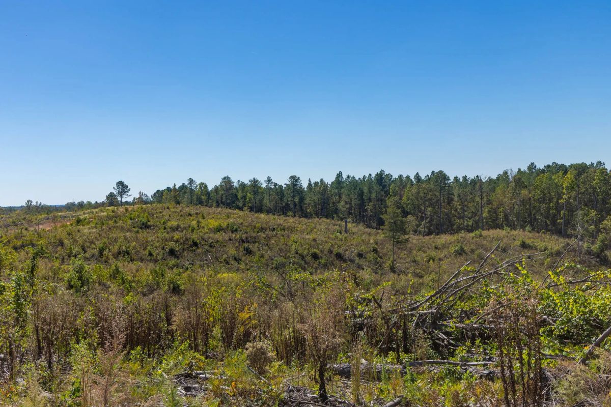 Decorative background for Meyer’s Ridge Tract 43 image 10
