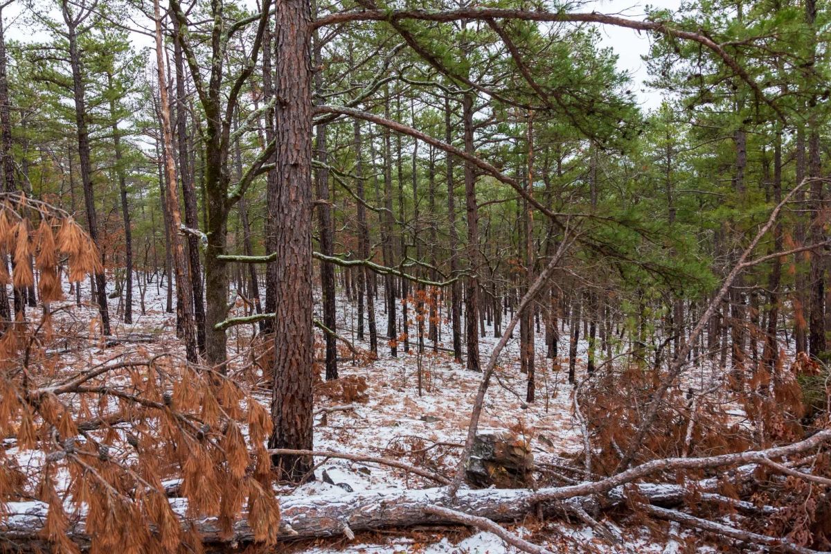 Decorative background for Stone Bridge Phase IV Tract 236 image 17