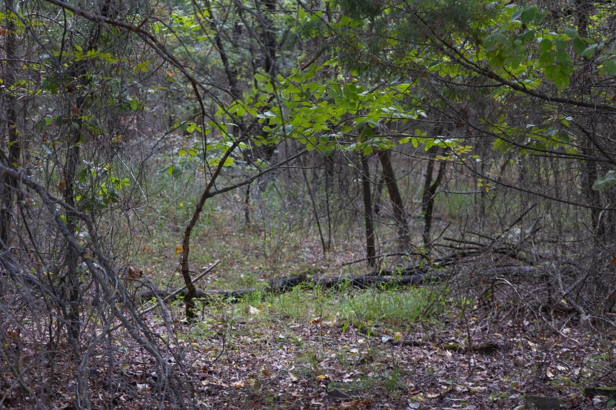 Decorative background for Reserves At Cattail Cove Phase II Tract 56 image 5