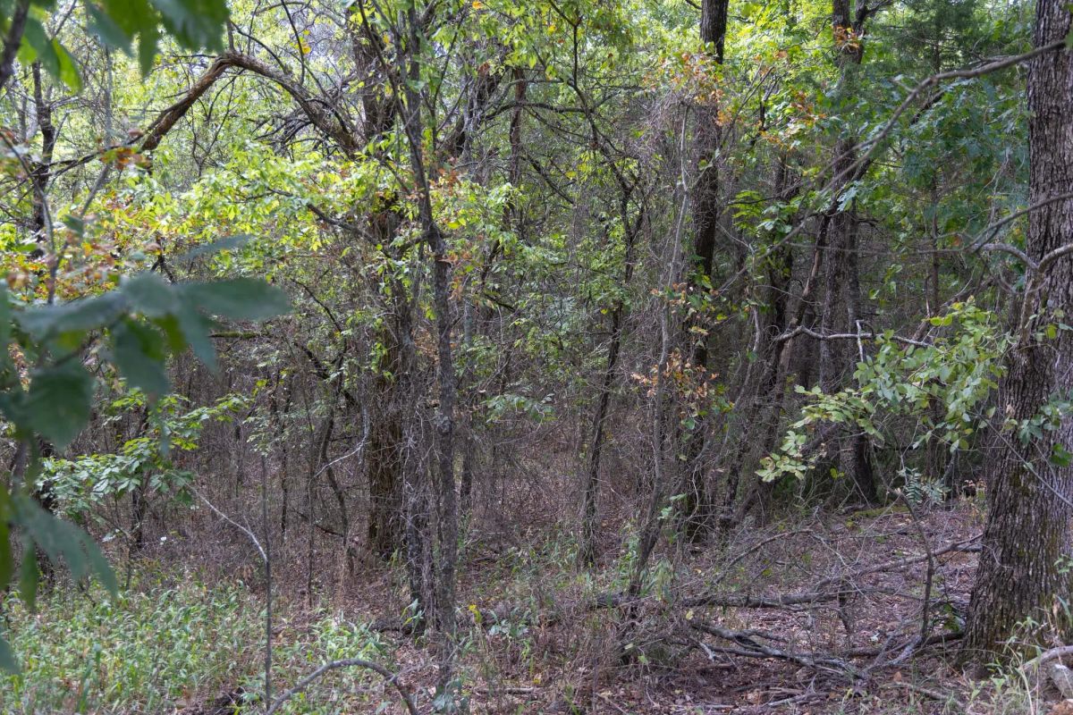 Decorative background for Reserves At Cattail Cove Phase II Tract 56 image 7