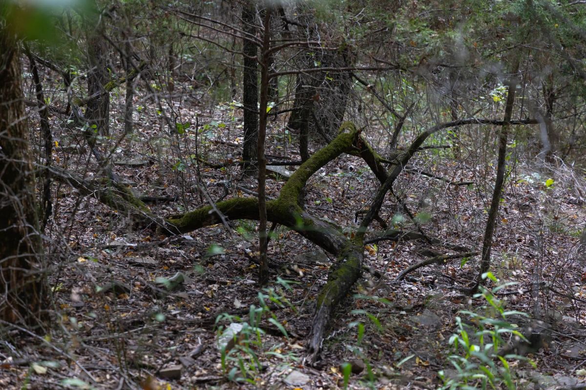 Decorative background for Reserves At Cattail Cove Phase II Tract 56 image 8