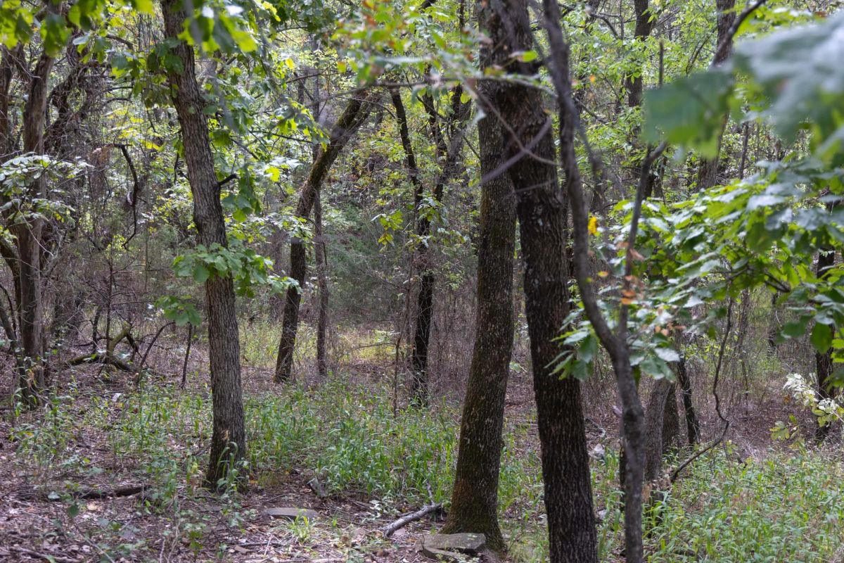 Decorative background for Reserves At Cattail Cove Phase II Tract 56 image 9