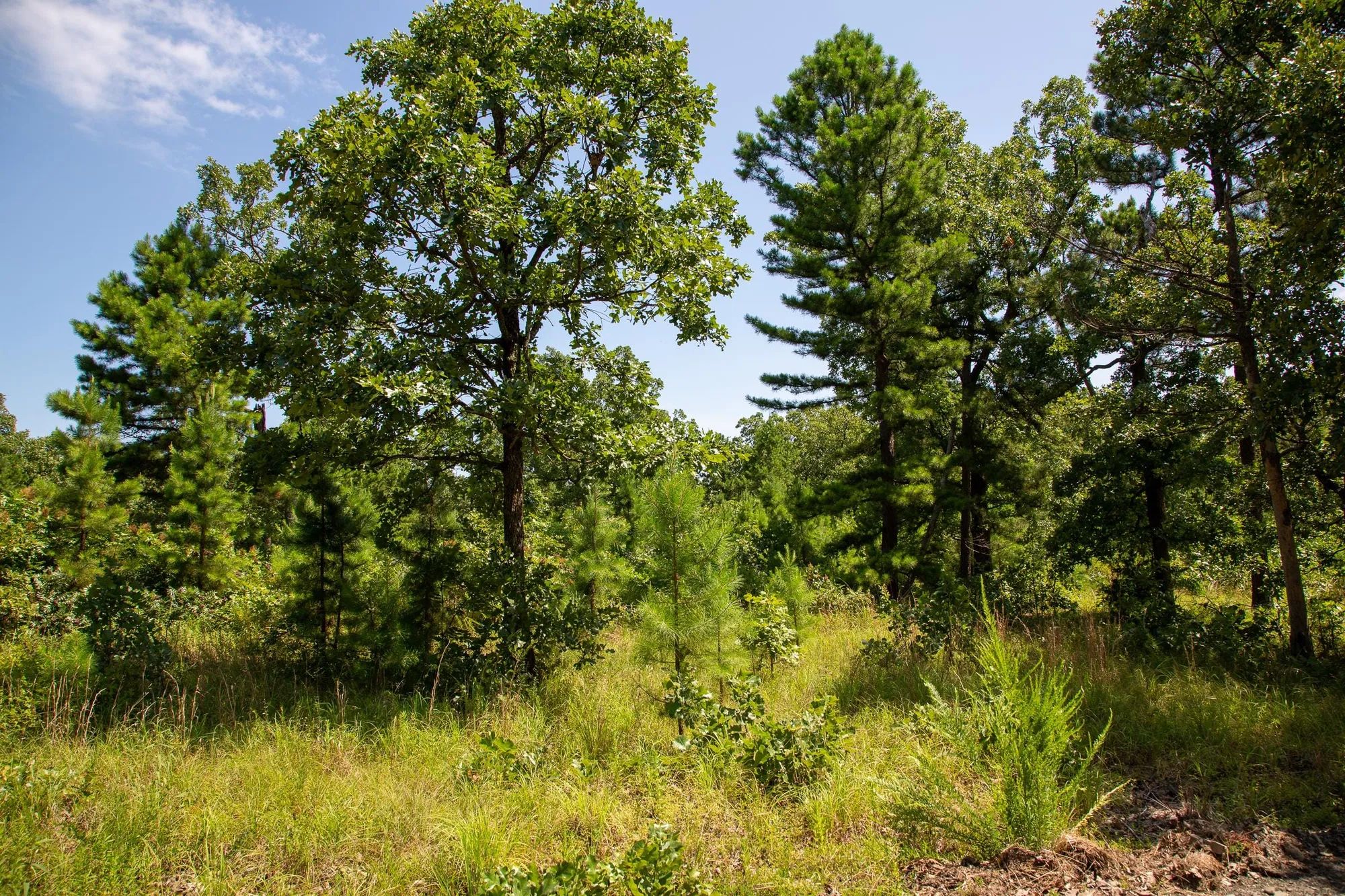 Tyler Stone Ranch Tract 40 in Le Flore County, OK