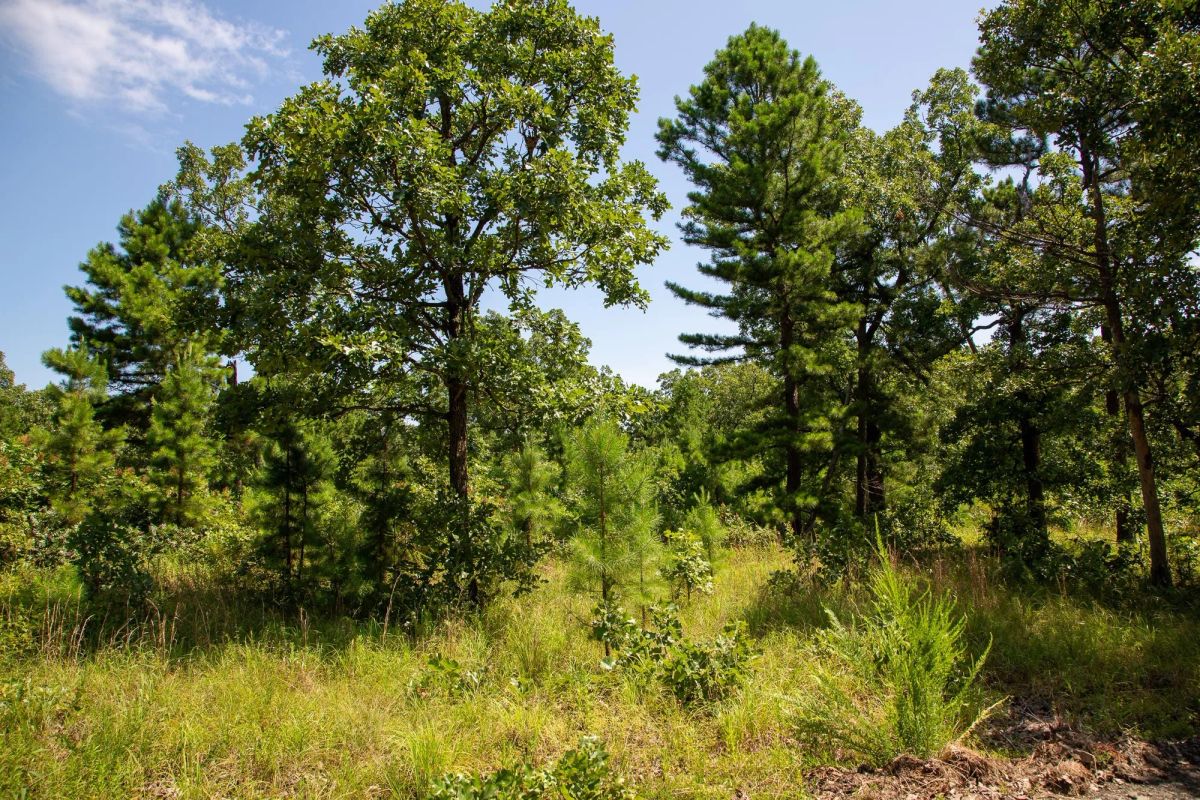 Tyler Stone Ranch Tract 40 - Image 4