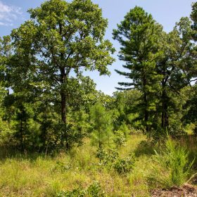 Tyler Stone Ranch Tract 40 in Le Flore County, OK