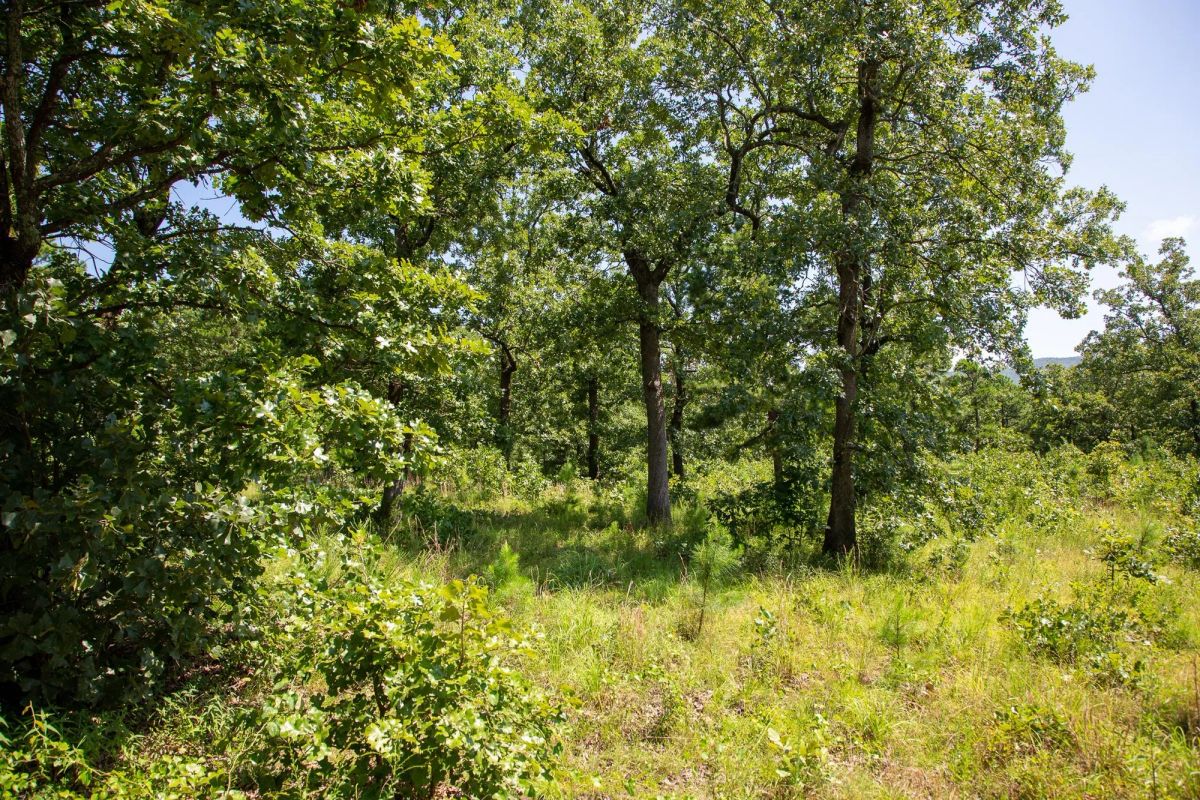 Decorative background for Tyler Stone Ranch Tract 40 image 7