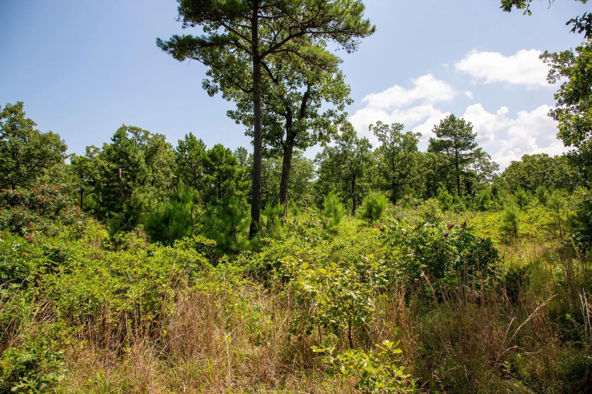 Decorative background for Tyler Stone Ranch Tract 40 image 10