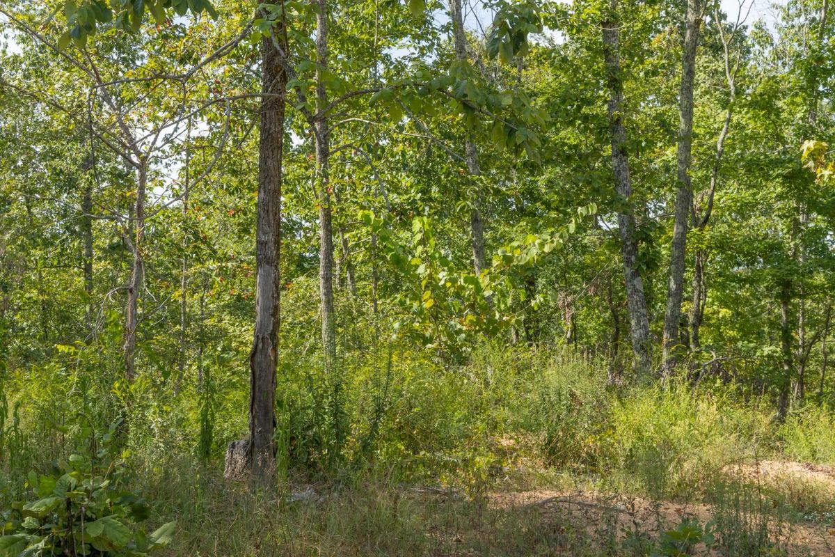 Big White Oak Tract 69 - Image 3
