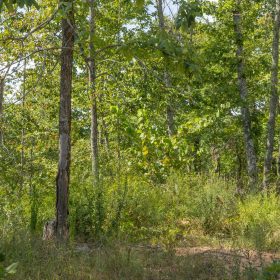 Big White Oak Tract 69 in Perry County, TN