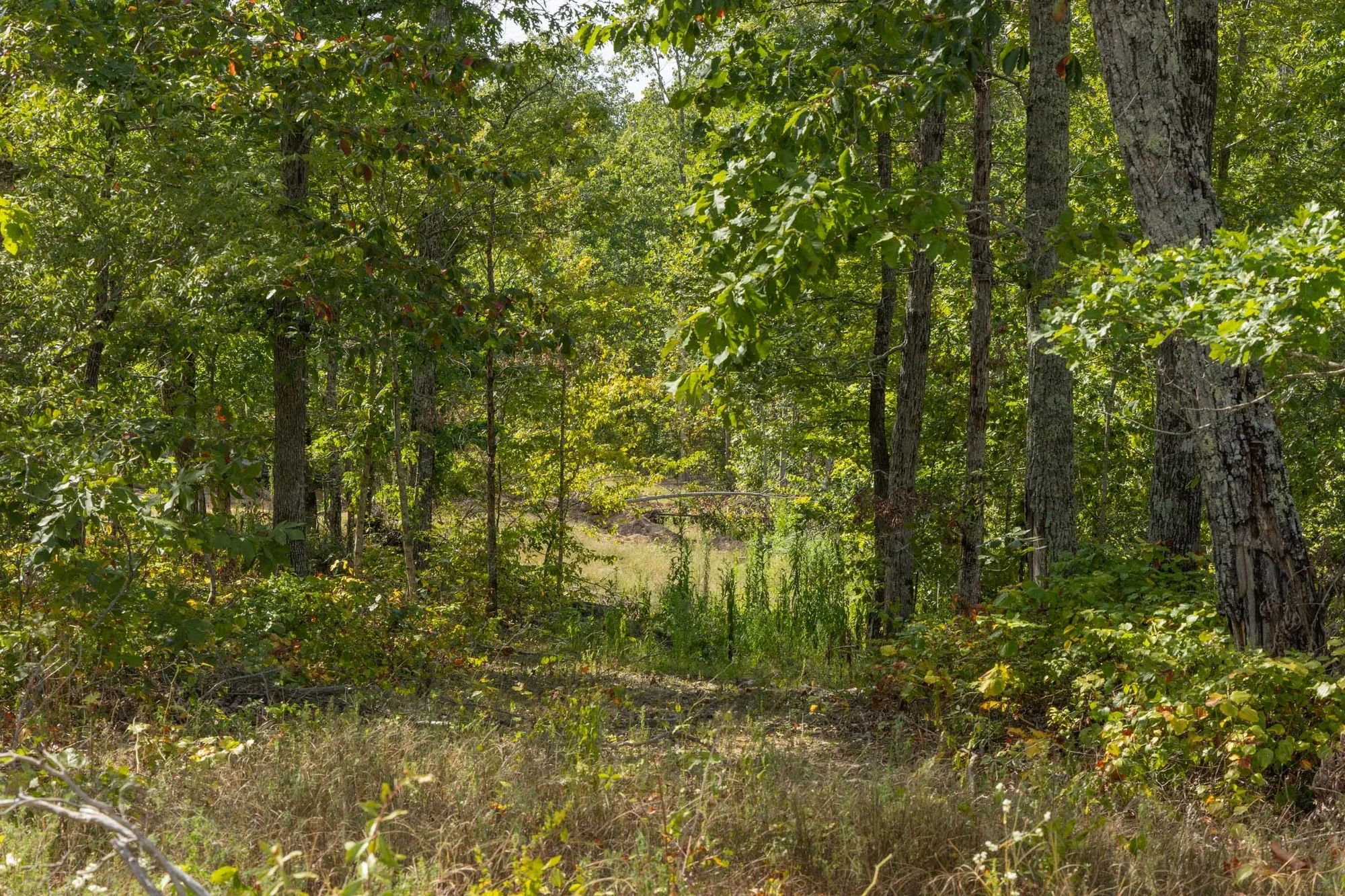 Big White Oak Tract 69 in Perry County, TN