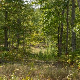 Big White Oak Tract 69 in Perry County, TN