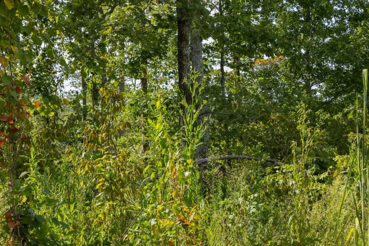 Decorative background for Big White Oak Tract 69 image 5
