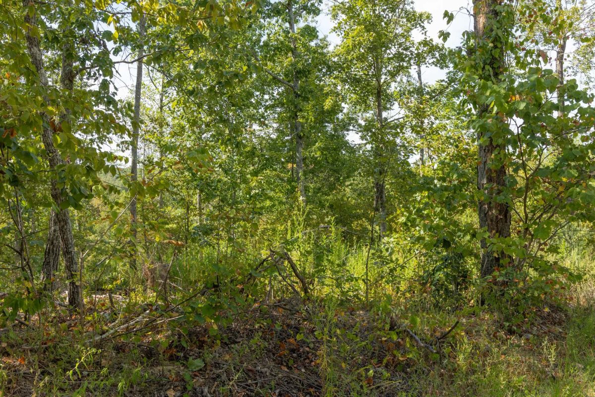 Decorative background for Big White Oak Tract 69 image 6