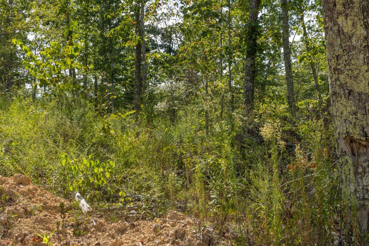 Decorative background for Big White Oak Tract 69 image 7
